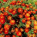 Ясная поляна, Спасское-Лутовиново, Орел, Тула