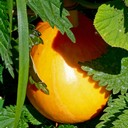 Ясная поляна, Спасское-Лутовиново, Орел, Тула