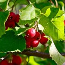 Ясная поляна, Спасское-Лутовиново, Орел, Тула