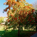 Ясная поляна, Спасское-Лутовиново, Орел, Тула