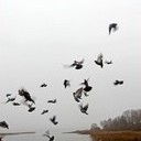 Торопец, Великие Луки, Полибино, Витебск, Здравнёво