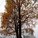 Торопец, Великие Луки, Полибино, Витебск, Здравнёво