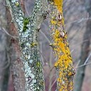 Торопец, Великие Луки, Полибино, Витебск, Здравнёво
