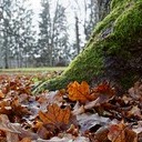 Торопец, Великие Луки, Полибино, Витебск, Здравнёво