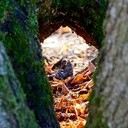 Торопец, Великие Луки, Полибино, Витебск, Здравнёво
