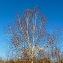 Торопец, Великие Луки, Полибино, Витебск, Здравнёво