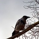 Торопец, Великие Луки, Полибино, Витебск, Здравнёво