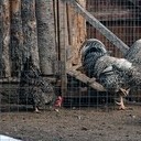 Александров, Заречье, Кольчугино, Юрьев-Польский, Гаврилов Посад, Суздаль
