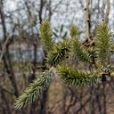 Галич, Асташово, Солигалич