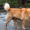 Галич, Асташово, Солигалич