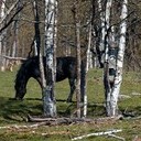 Галич, Асташово, Солигалич