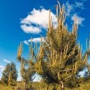 Волоколамск, Ржев, Осташков, Селигерские Кижи, Оковецкий источник, Нилова пустынь