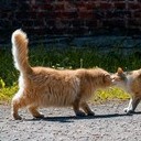 Волоколамск, Ржев, Осташков, Селигерские Кижи, Оковецкий источник, Нилова пустынь