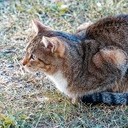 Волоколамск, Ржев, Осташков, Селигерские Кижи, Оковецкий источник, Нилова пустынь