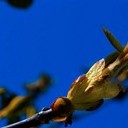 Тамбов - Волгоград - Элиста - Астрахань - Махачкала - Грозный - Пятигорск - Ростов-на-Дону - Воронеж