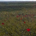 Тамбов - Волгоград - Элиста - Астрахань - Махачкала - Грозный - Пятигорск - Ростов-на-Дону - Воронеж
