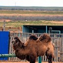 Тамбов - Волгоград - Элиста - Астрахань - Махачкала - Грозный - Пятигорск - Ростов-на-Дону - Воронеж