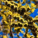 Тамбов - Волгоград - Элиста - Астрахань - Махачкала - Грозный - Пятигорск - Ростов-на-Дону - Воронеж