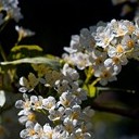 Тамбов - Волгоград - Элиста - Астрахань - Махачкала - Грозный - Пятигорск - Ростов-на-Дону - Воронеж