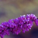 Тамбов - Волгоград - Элиста - Астрахань - Махачкала - Грозный - Пятигорск - Ростов-на-Дону - Воронеж