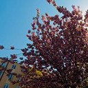 Тамбов - Волгоград - Элиста - Астрахань - Махачкала - Грозный - Пятигорск - Ростов-на-Дону - Воронеж