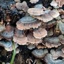 Бронницы - Щурово - Рязань - Рыбацкая деревня - Старожилово - Кирицы