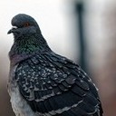 Бронницы - Щурово - Рязань - Рыбацкая деревня - Старожилово - Кирицы