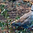 Борисоглебск - Волгоград - Элиста - Пятигорск - Кисловодск - Ессентуки - Нальчик