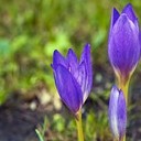 Борисоглебск - Волгоград - Элиста - Пятигорск - Кисловодск - Ессентуки - Нальчик